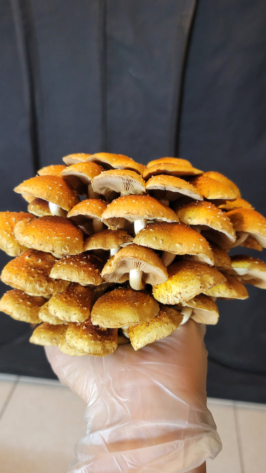 Chestnut Mushrooms
